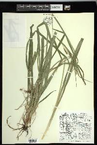 Carex scabrata image