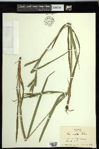 Carex scabrata image