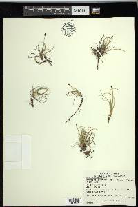 Carex rupestris image