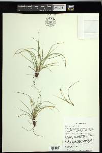 Carex rossii image