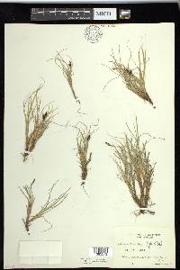 Carex rufina image