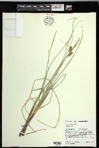 Carex rostrata image