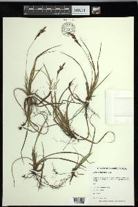 Carex richardsonii image