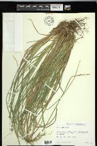 Carex ruthii image