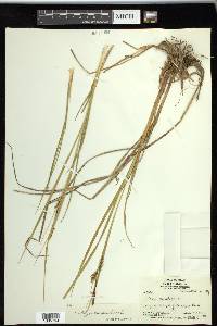 Carex saxatilis image