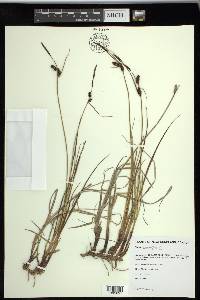 Carex saxatilis image