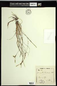 Carex richardsonii image