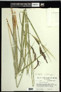 Carex schottii image