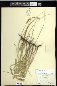 Carex sartwellii image