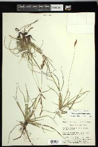 Carex richardsonii image