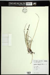 Carex saxatilis image