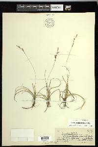 Carex richardsonii image