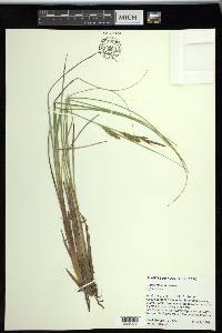 Carex rostrata image