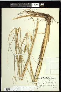 Carex rostrata image