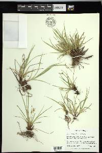 Carex rossii image