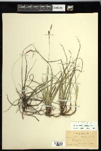 Carex richardsonii image