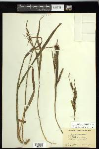 Carex scabrata image