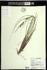 Carex rostrata image