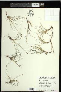 Carex rupestris image