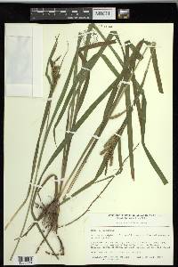 Carex scabrata image