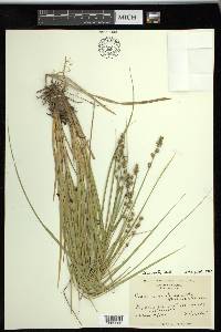 Carex ruthii image