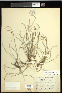 Carex richardsonii image