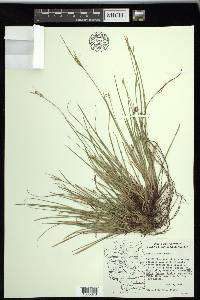 Carex rossii image