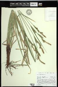 Carex sartwelliana image