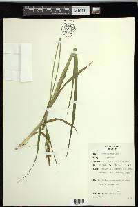 Carex scabrata image