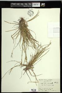 Carex rossii image