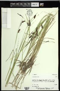 Carex saxatilis image