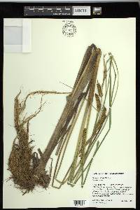 Carex rostrata image