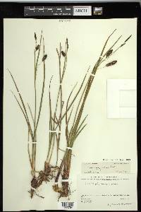 Carex saxatilis image