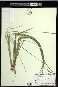 Carex ruthii image