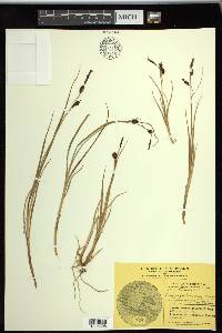 Carex saxatilis image