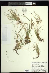 Carex rupestris image