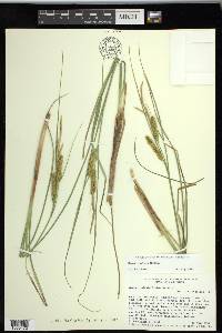 Carex rostrata image