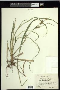 Carex scabrata image