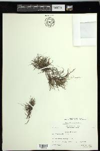 Carex rufina image