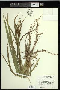 Carex scabrata image