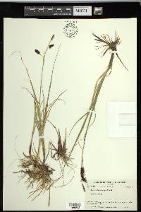 Carex saxatilis image