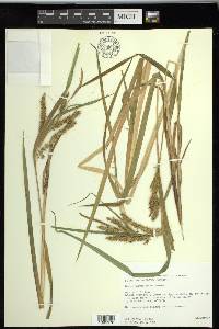 Carex schweinitzii image