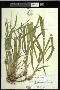 Carex scabrata image