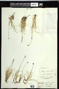 Carex rupestris image