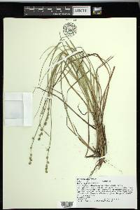 Carex seorsa image