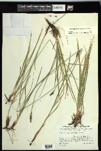 Carex scirpoidea subsp. scirpoidea image