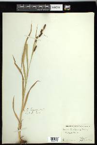 Carex shortiana image