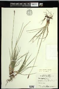 Carex scirpoidea image