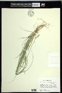 Carex seorsa image