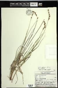 Carex silicea image